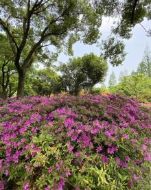 苏州上方山国家森林公园27