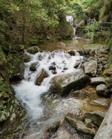 箬寮原始林21