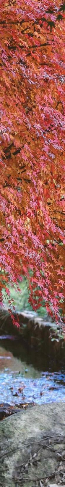 上渚山奇幻谷6