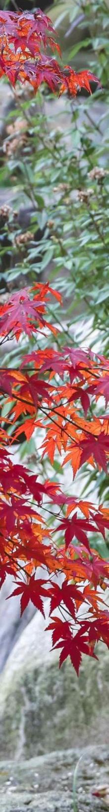 上渚山奇幻谷14