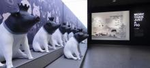 熊猫猪猪两头乌国际牧场9