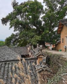 杨家堂村21