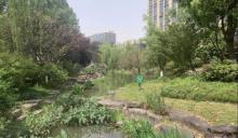 青林湾公园1