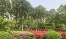 青林湾公园4