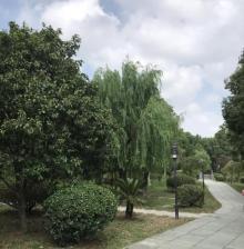 大千公园2