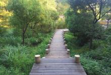 茅镬古树公园1
