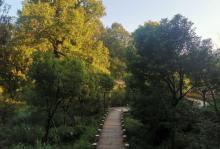 茅镬古树公园3