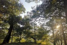 茅镬古树公园9
