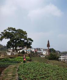 南山章村6