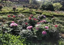 盛岙花园1