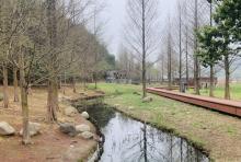 马山湿地5