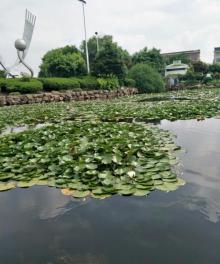 掌起公园3
