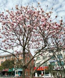 掌起公园11