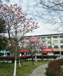 掌起公园8