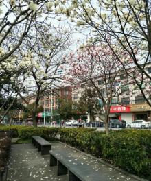 掌起公园12