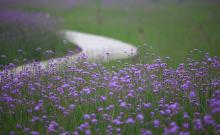 荪湖花海2