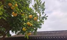 龙山公园7