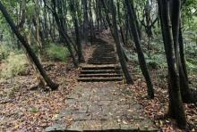 白石仙枰1