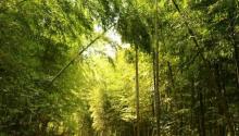 北仑森林植物园5