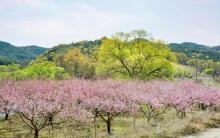 桃花岛风景区1