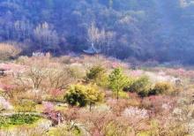宁波九峰山景区2