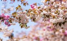 樱花公园9