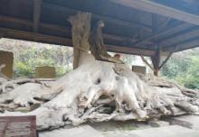 保国寺古建筑博物馆21