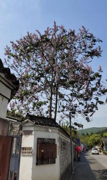 慈城古县城24