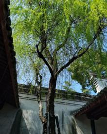 慈城古县城28