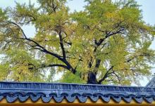 苏州定慧寺14