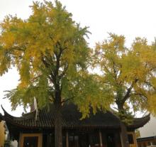 苏州定慧寺23