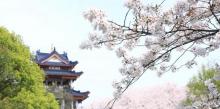 赏樱阁10