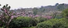 雨花胜境2