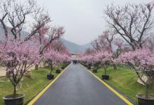 龙之梦东方盆景园20