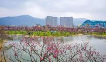 龙之梦东方盆景园22