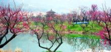 龙之梦东方盆景园16