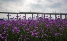 缙云笕川花海1