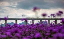 缙云笕川花海4