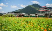 缙云笕川花海8