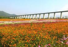 缙云笕川花海17