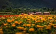 缙云笕川花海2