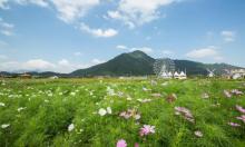 缙云笕川花海5