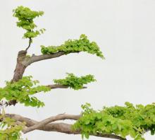 径山16