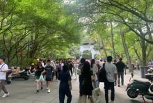 灵隐路枫叶大道1