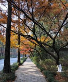 灵隐路枫叶大道6