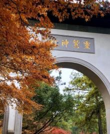 灵隐路枫叶大道9