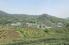西湖龙井山园5