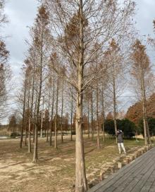青西郊野公园28