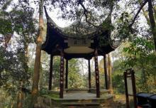 龙井茶田8