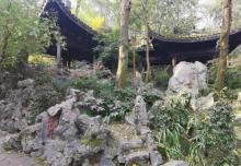 龙井茶田9